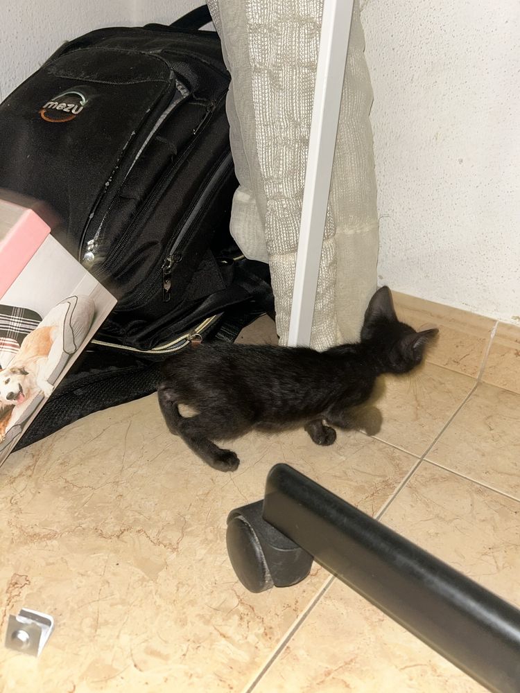 Gatinhos para adoção responsável