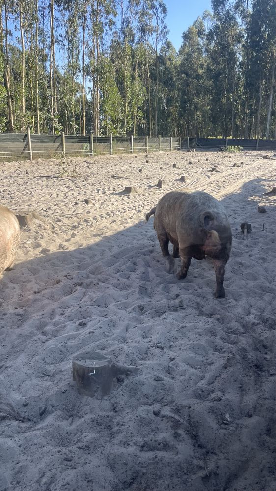 Vendo porcas gordas