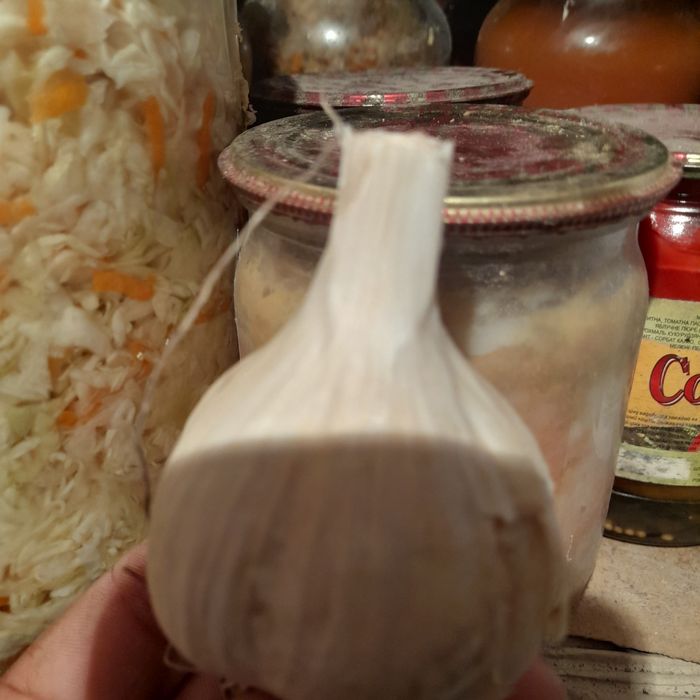 Продам часник любава