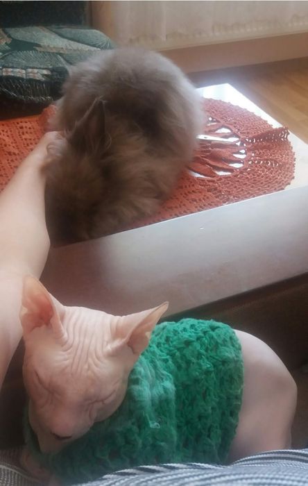 Перетримка тварин