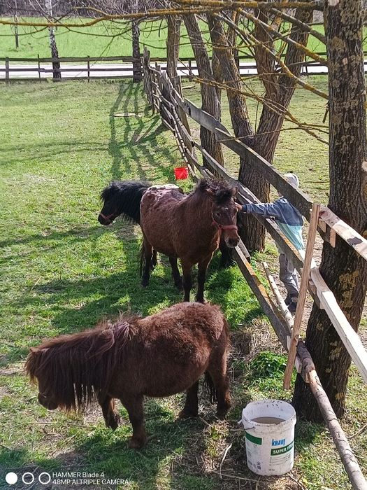 Sprzedam kucyka  ogierka  kucyki kucyk !