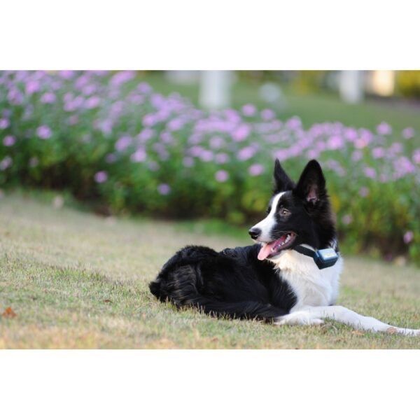 Нашийник CANICALM антигавкіт