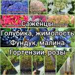 Саженцы голубики, малины, жимолости, гортензий, фундука, роз. Лохина