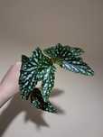 Begonia spotlight green / silver spot maculata