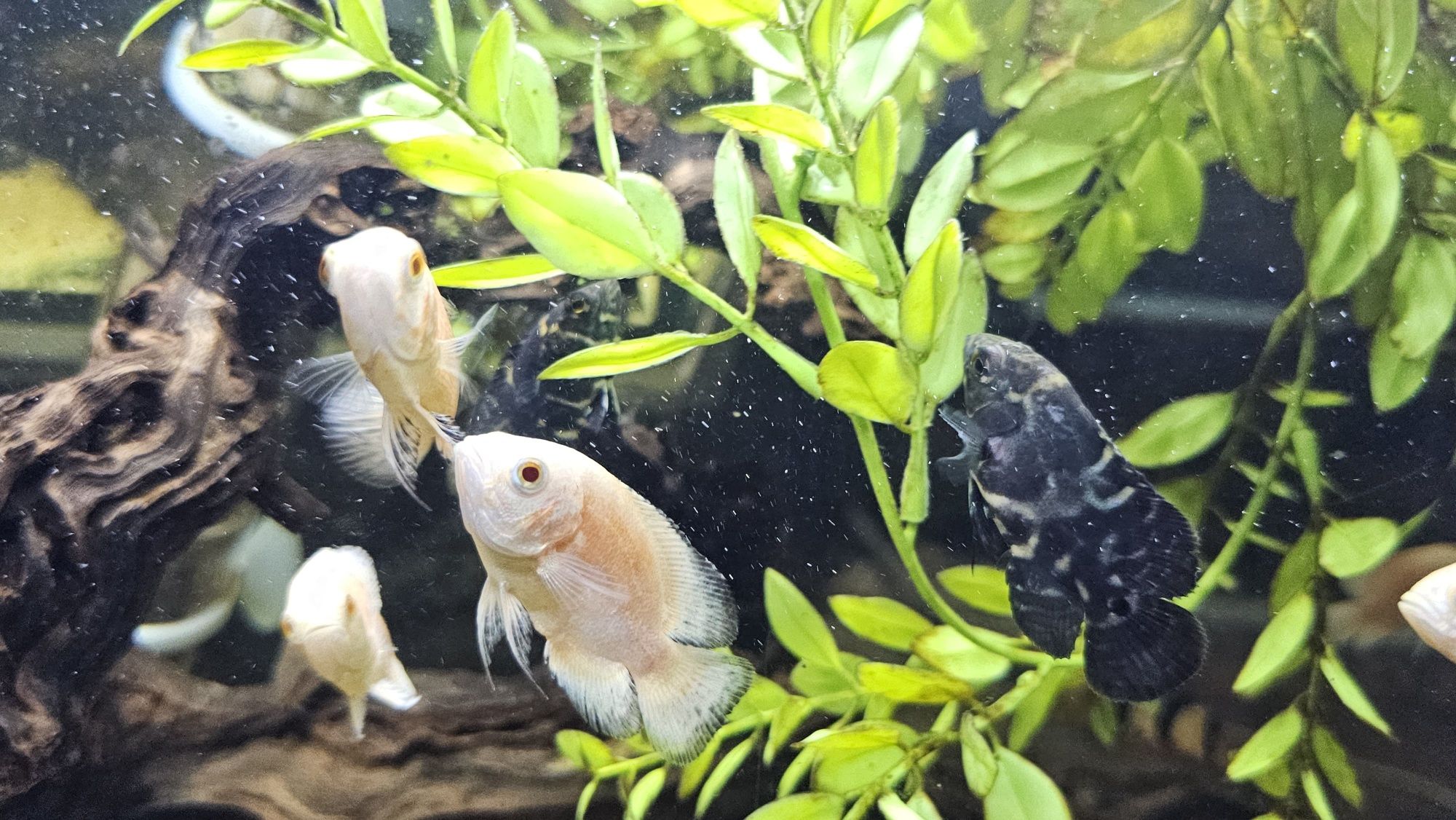 Oscares albino ruby/ mikoljii