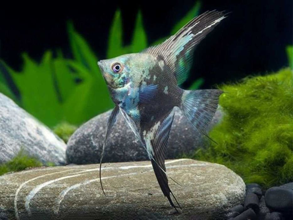 Skalar Blue Map - 7 cm - Sklep Zoologiczny ALTUM