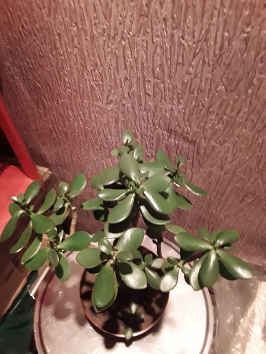 Комнатные цветы Рео и денежное дерево