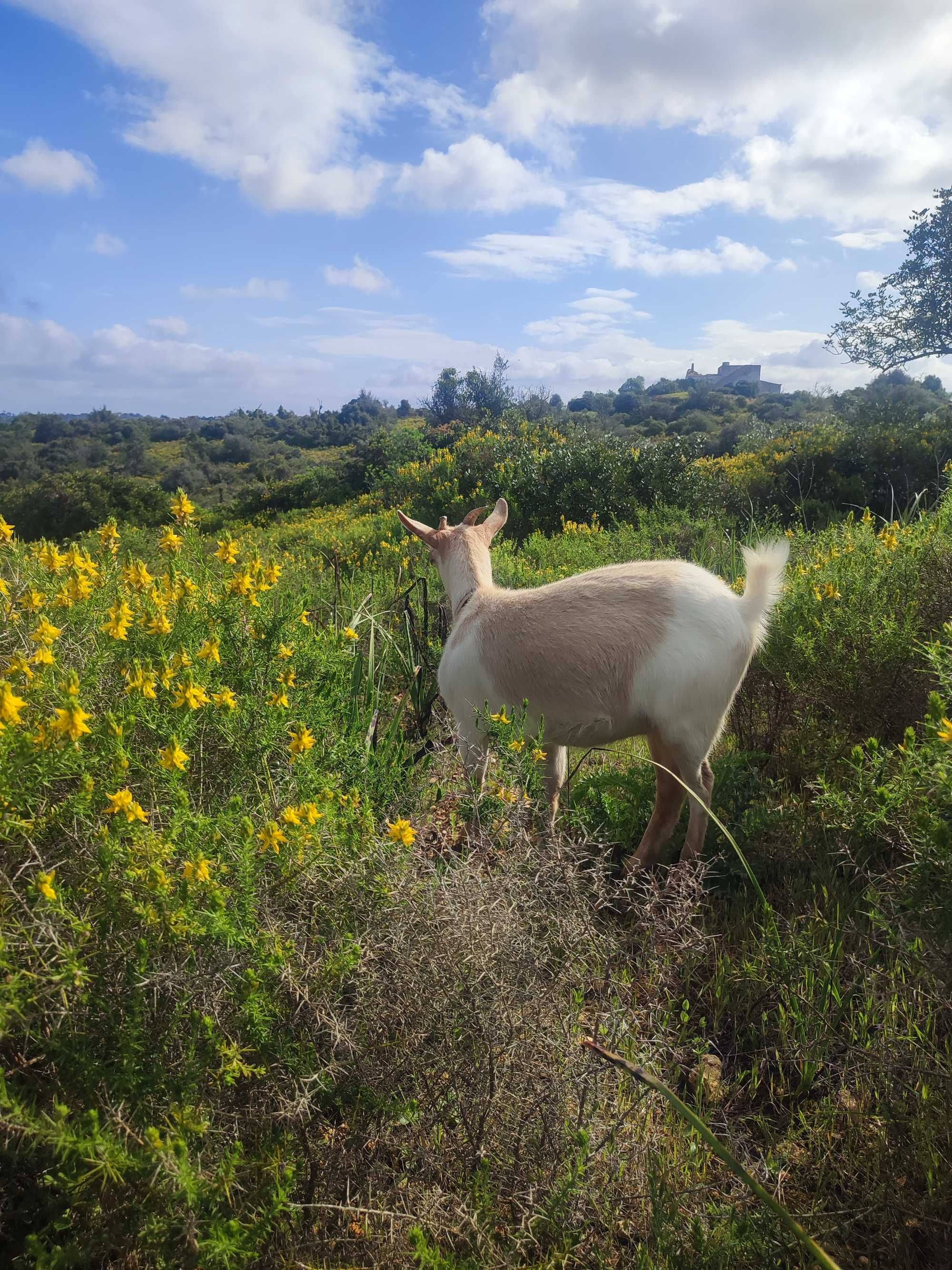 Cabras anãs da África Ocidental para venda.