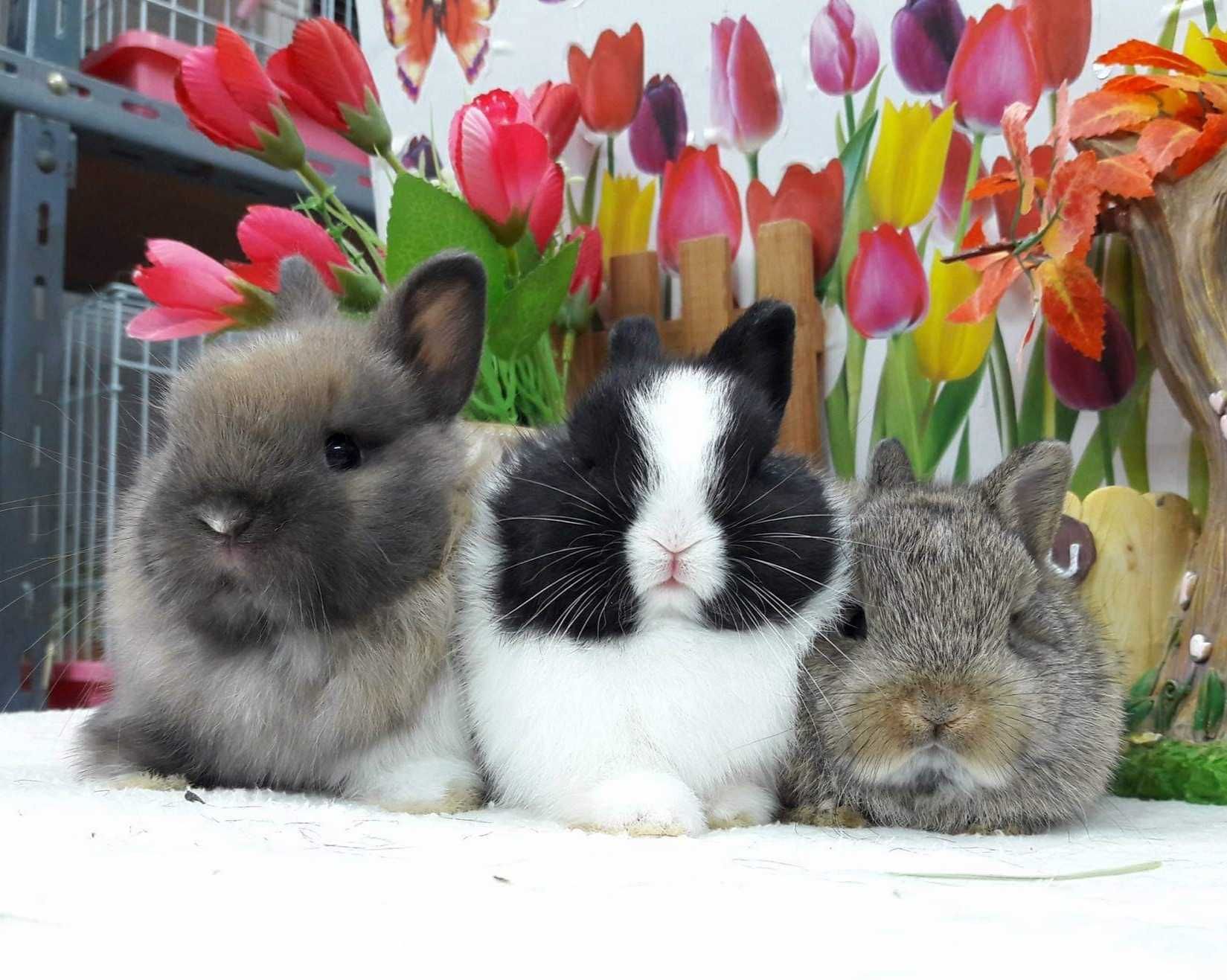 Coelhos anões mini holandês e minitoy muito fofos, KIT completo