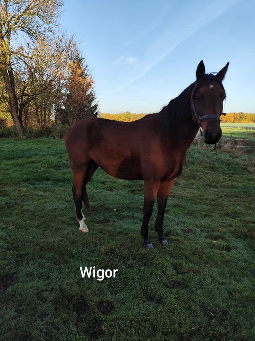 Likwidacja stada koni