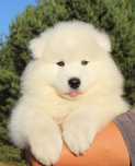 Samoyed-cudowny chłopiec gotowy do odbioru