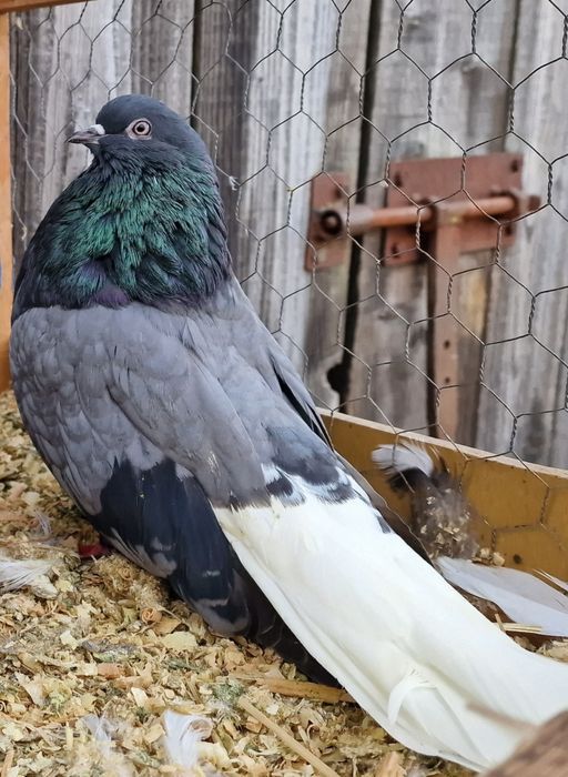 Gołebie szaryki siwe