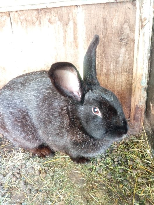 Продам кролів молоді малі та середні
