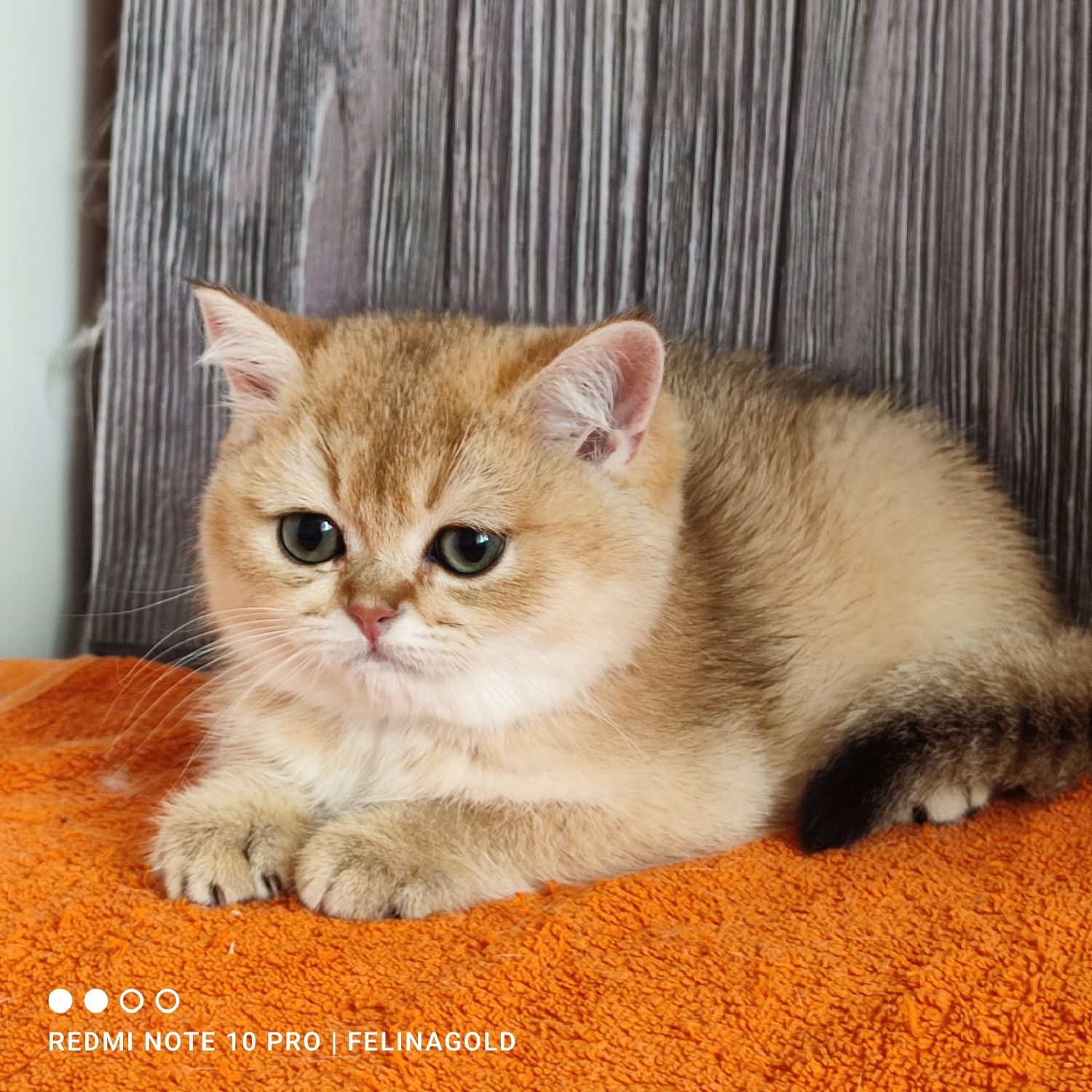 Котик британської золотоі шиншили