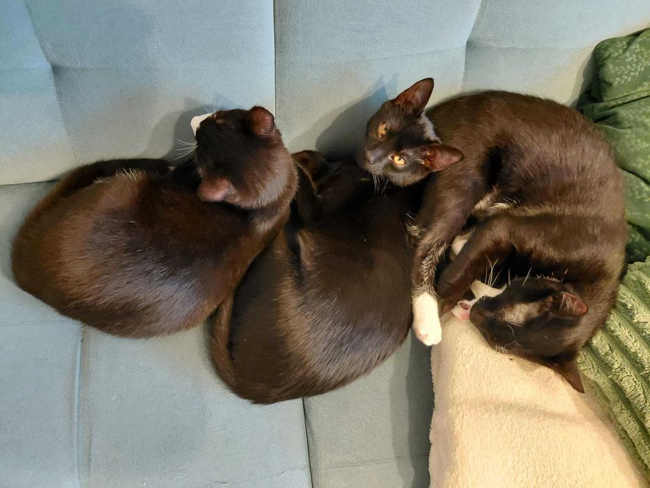 5 miesieczne kocurki do oddania