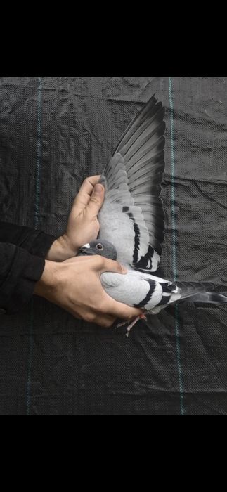 Gołab pocztowy Porsche Carrera GT PIPA Elite Center/Figo/Inbred G