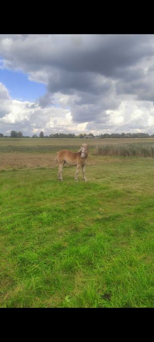 Na sprzedaż 5 źrebaków