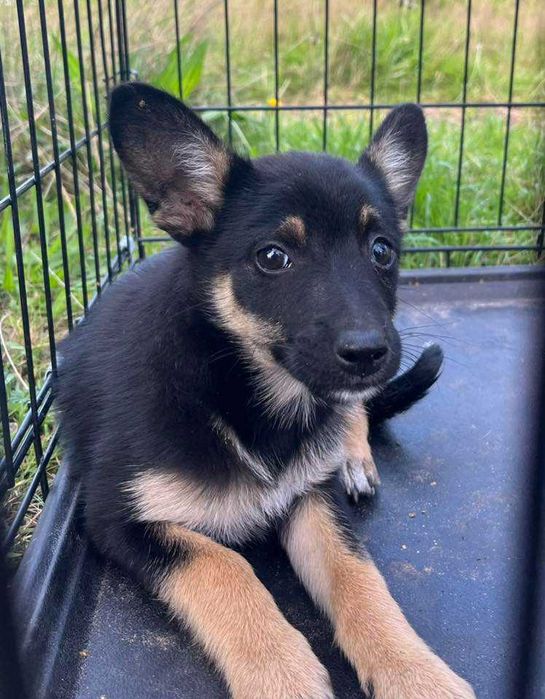 Cudny szczeniak czarny podpalany - do adopcji