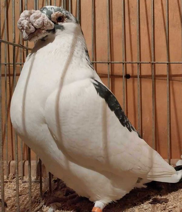 Gołębie staropolskie samce