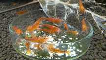 Krewetki Tangerine Tiger Bloodshot