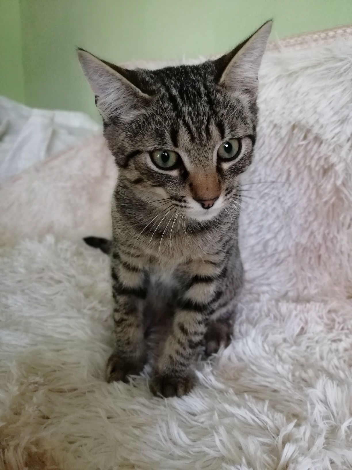 Котошпротик Чіп чекає саме Вас