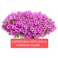 SUPERTUNIA VISTA sadzonka 9,99 zł