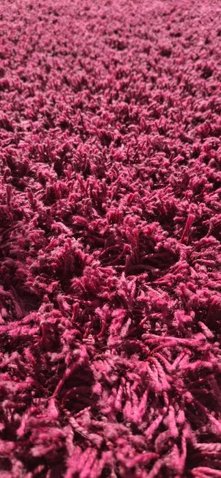 Tapete de sala rosa