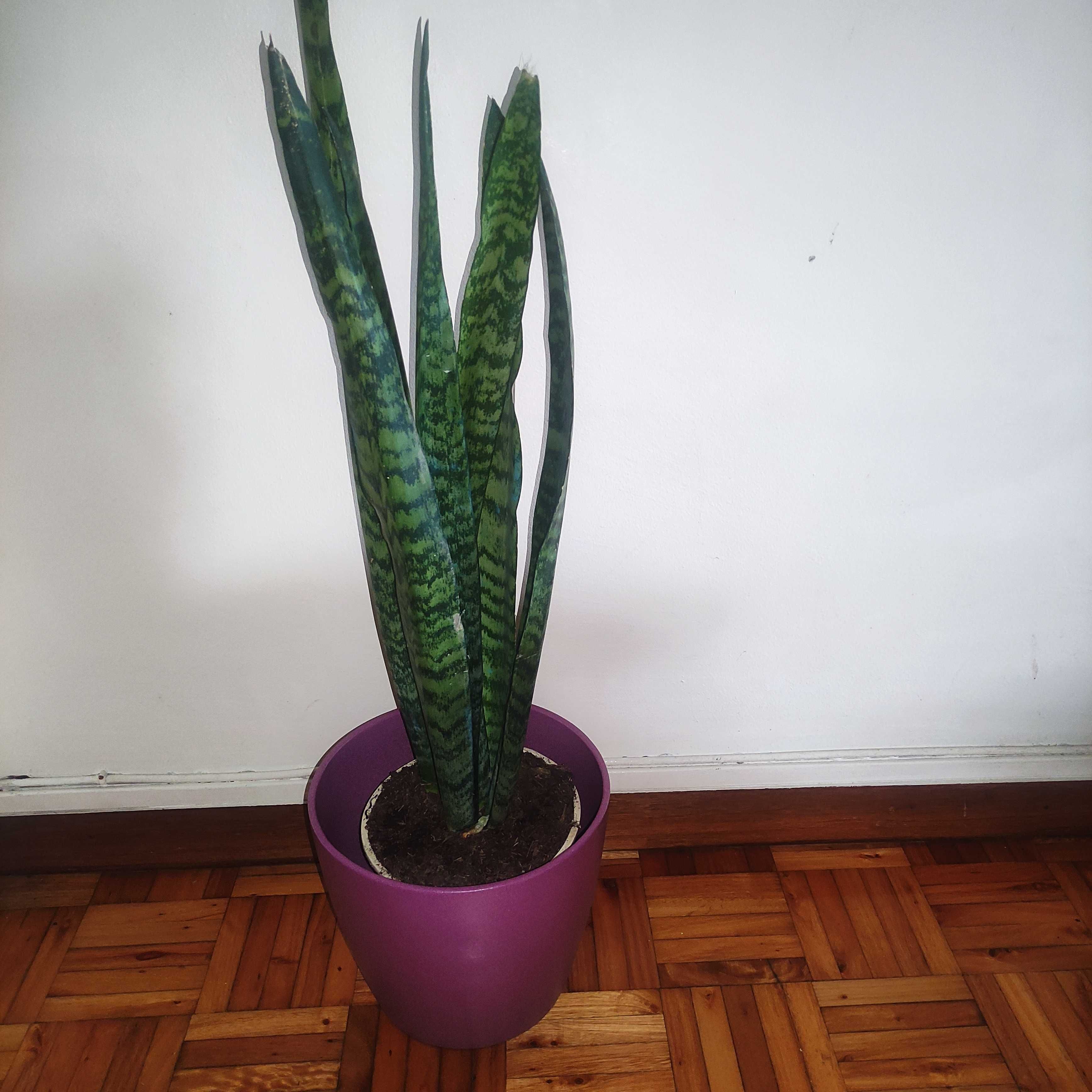 Plantas e vasos de decoração