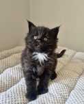 Czarna koteczka Maine coon!!!