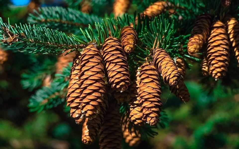 naturalne szyszki świerkowe sztuka 30 groszy przy zakupie 50sztuk