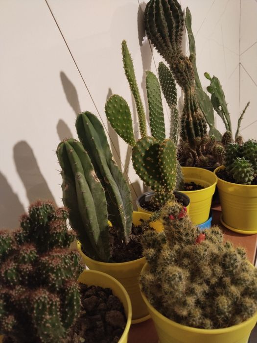 Продам.  кактус .