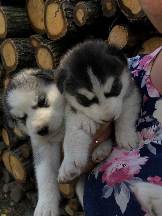Продам цуценят чистокровні породи Хаски за договірною ціною