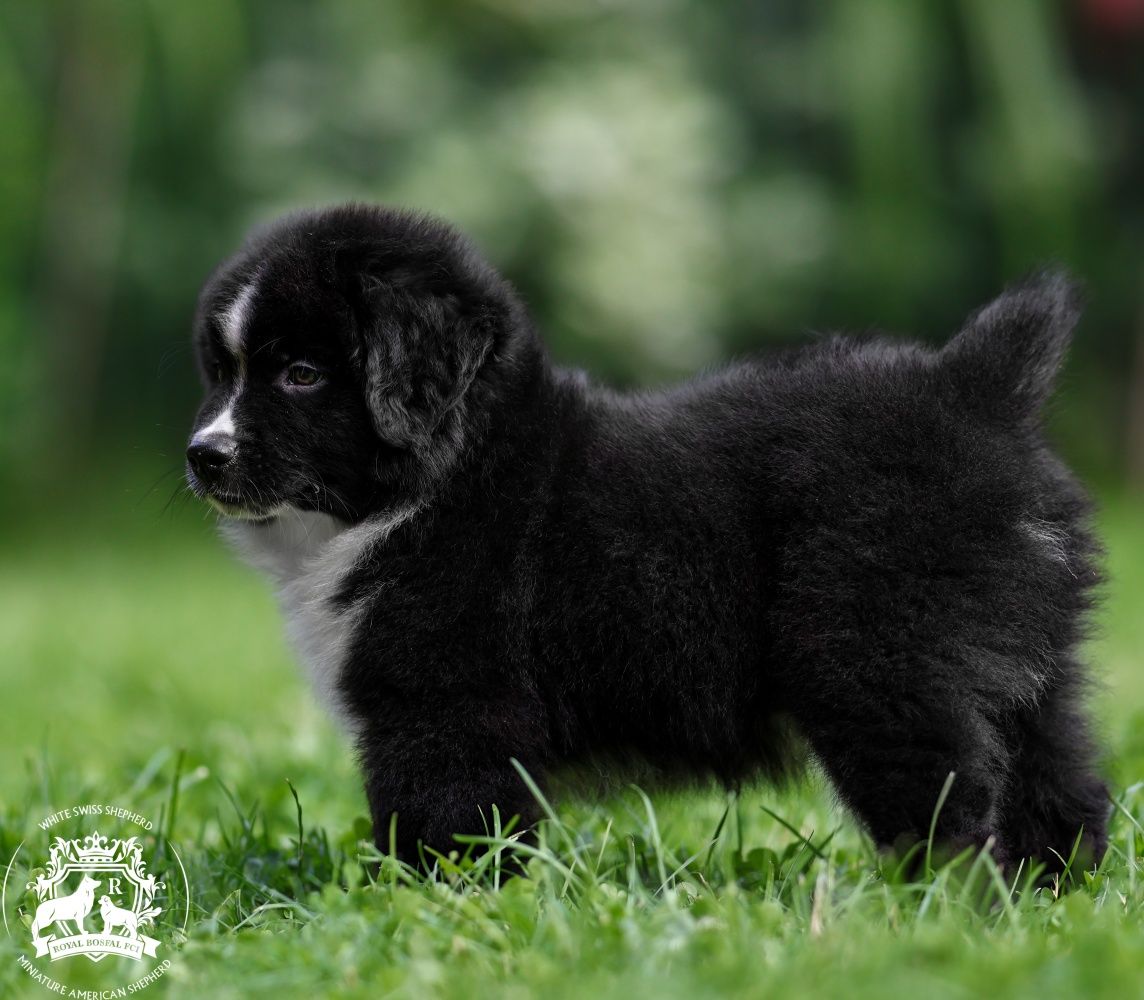 Miniaturowy Owczarek Amerykański Black BICOLOR NBT, MAS ZKWP FCI