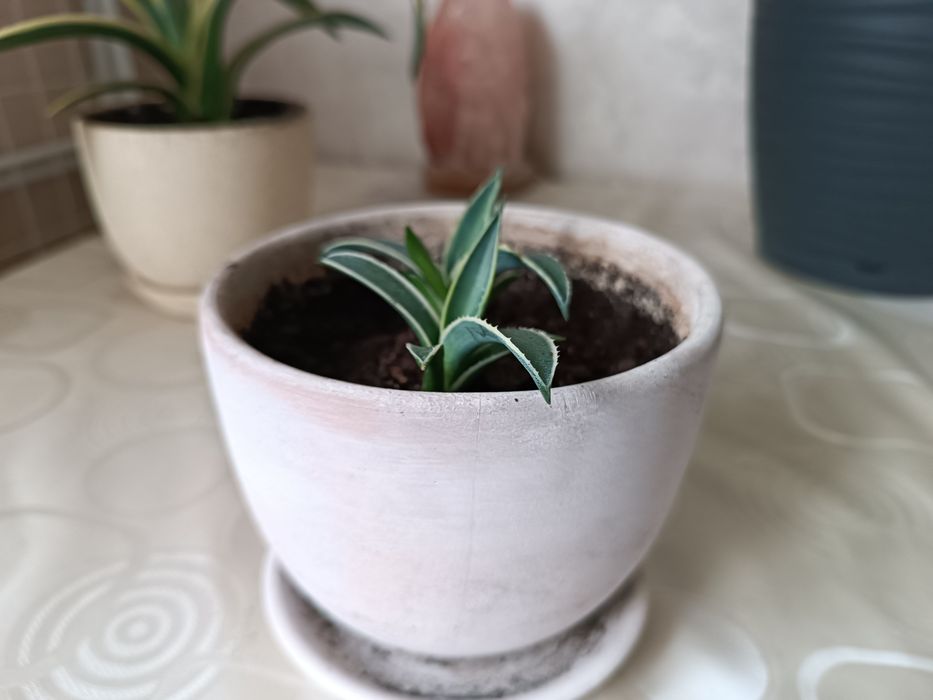 Агава американська