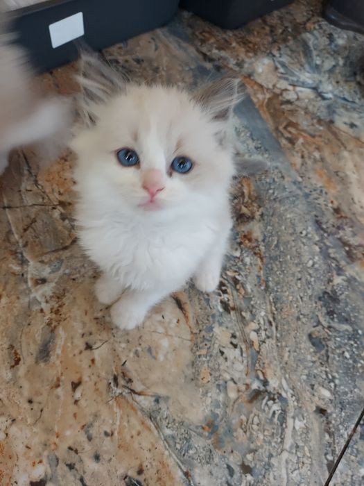 Ragdoll,ODBIÓR-X.XI.25 badania ,rodowód