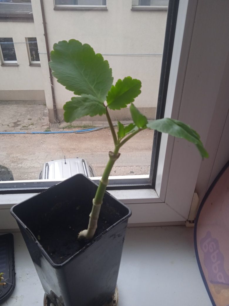 Żyworódka pierzasta kalanchoe