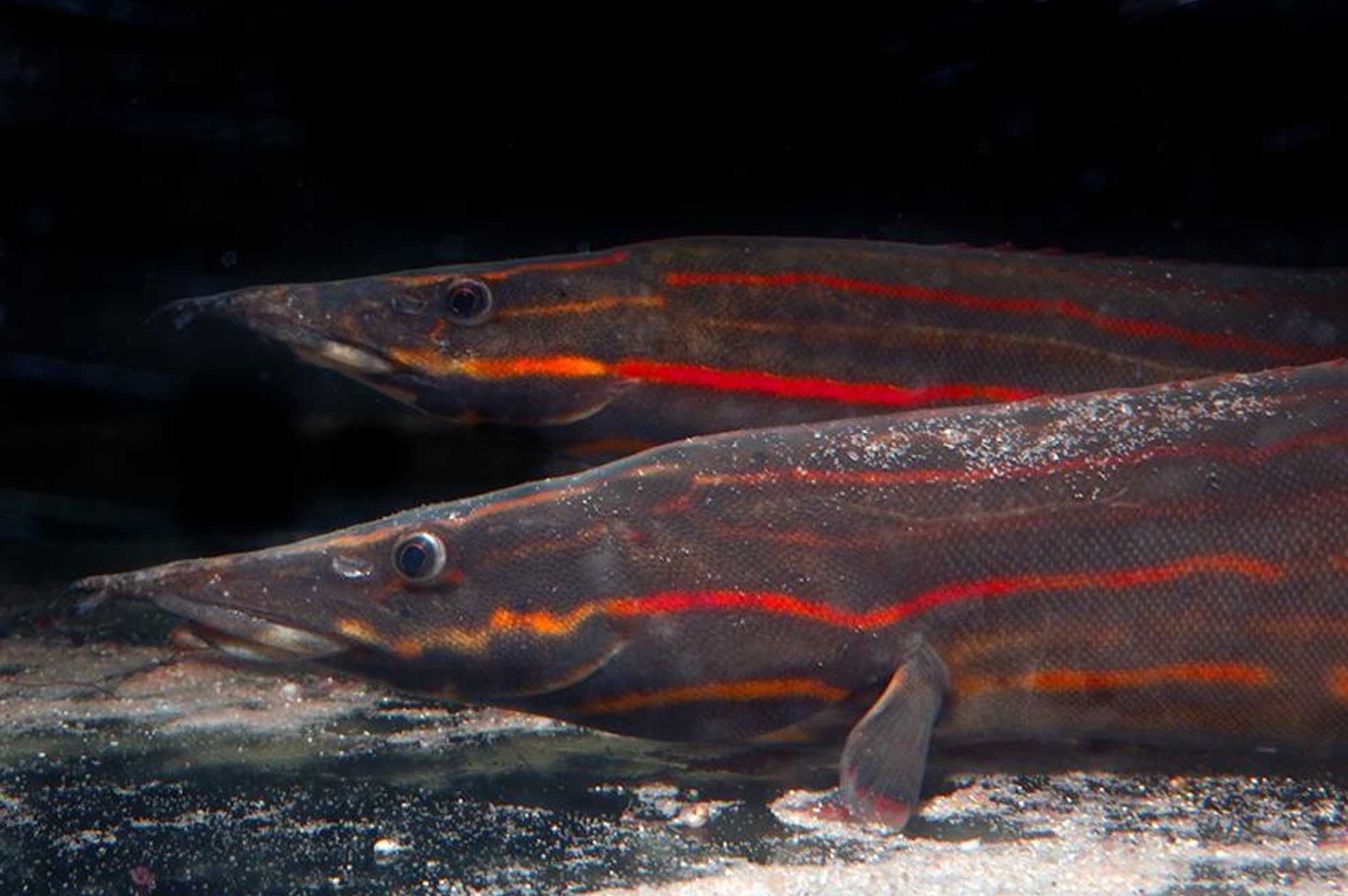 Węgorek ognisty - Mastacembelus erythrotaenia - dowozimy, wysyłamy