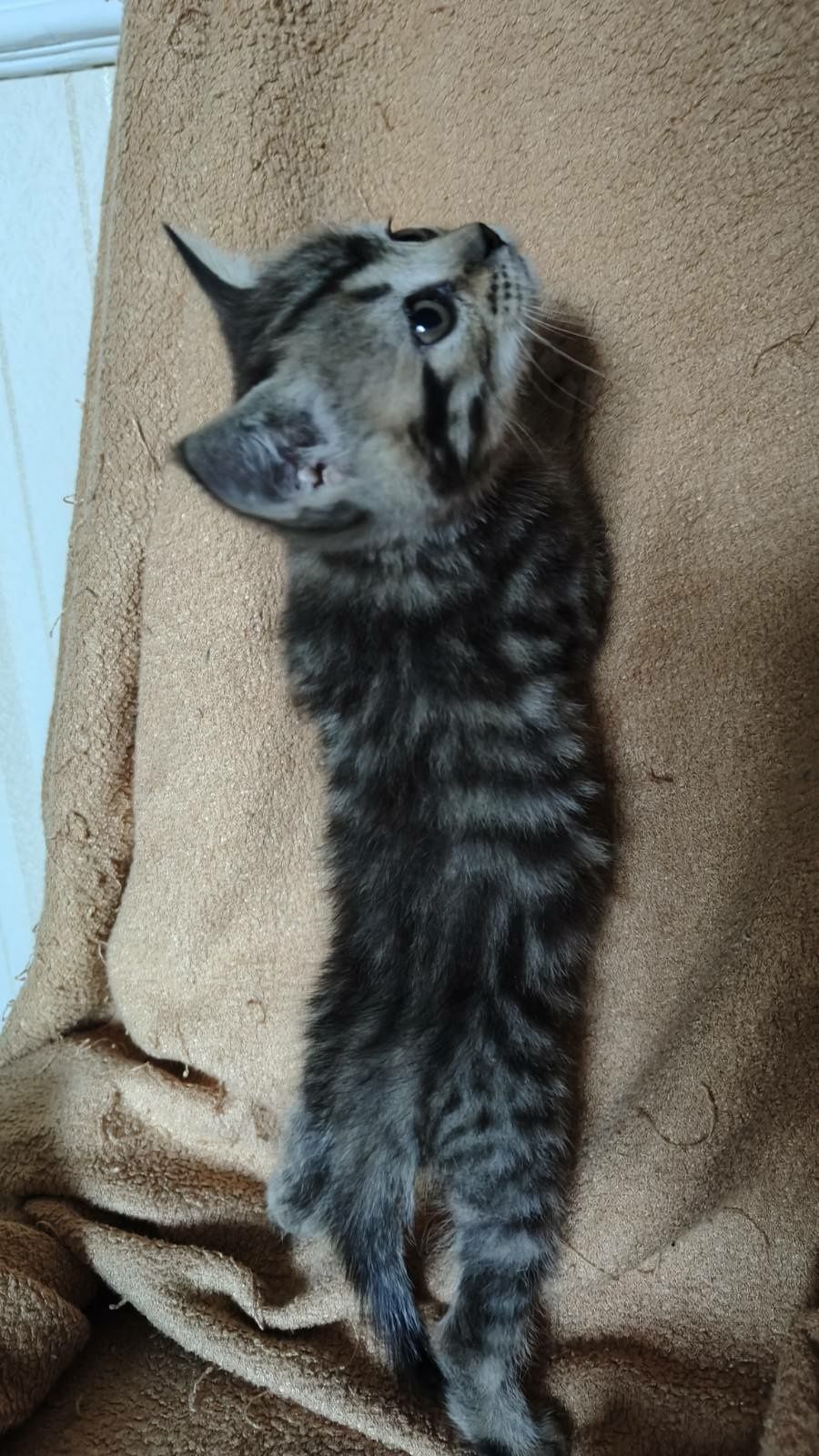 Шотландське кошеня
