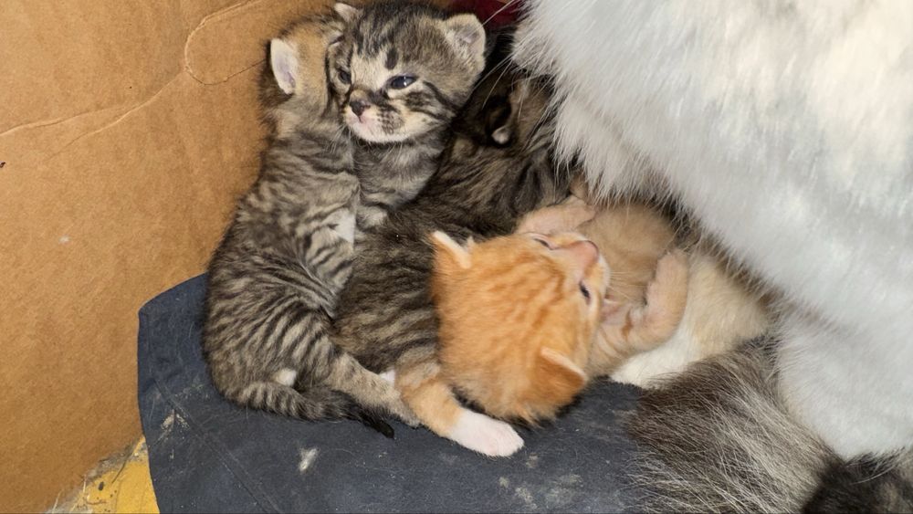 Кошенята безкоштовно