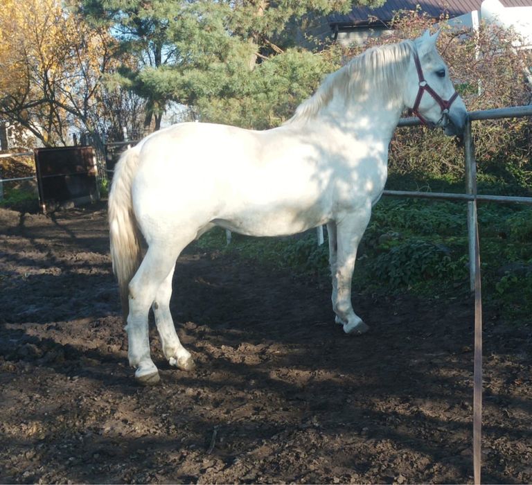 Klacz kobyła siwa 12 lat bryczka siodlo