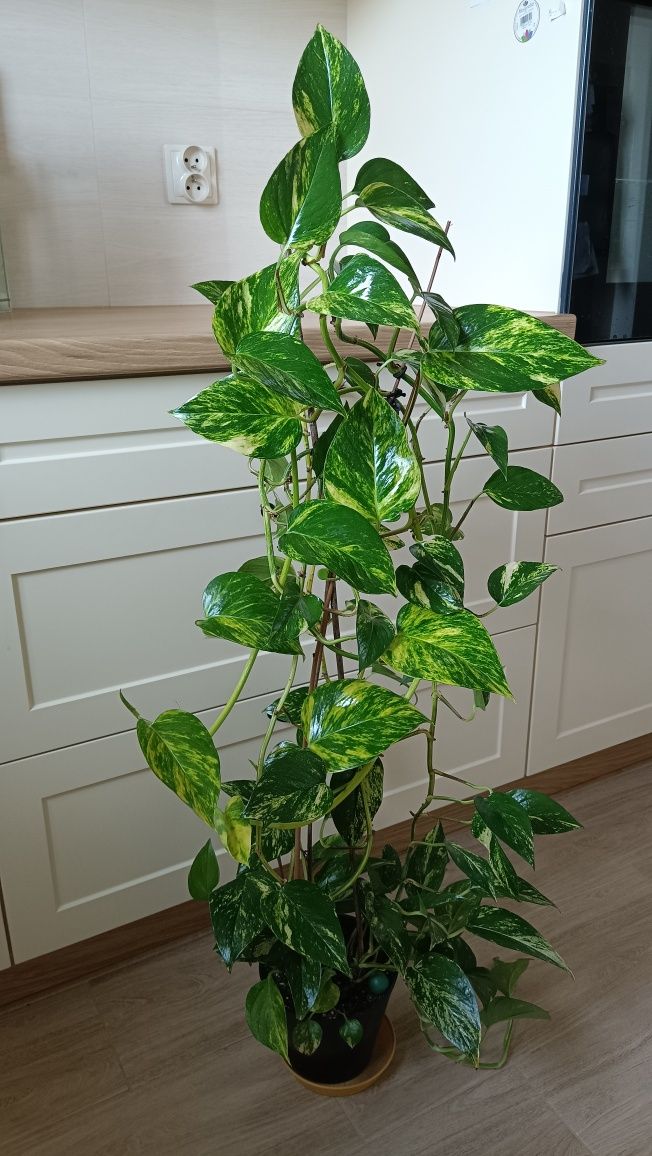 Epipremnum Aureum (złociste). Długość pędów ok 3 metry.