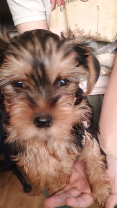 Yorkshire terrier piesek Rodowód Chip