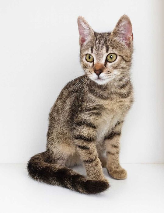 Котёнок Барсик, 4 месяца нежный, весёлый, метис породы Египетский Мау