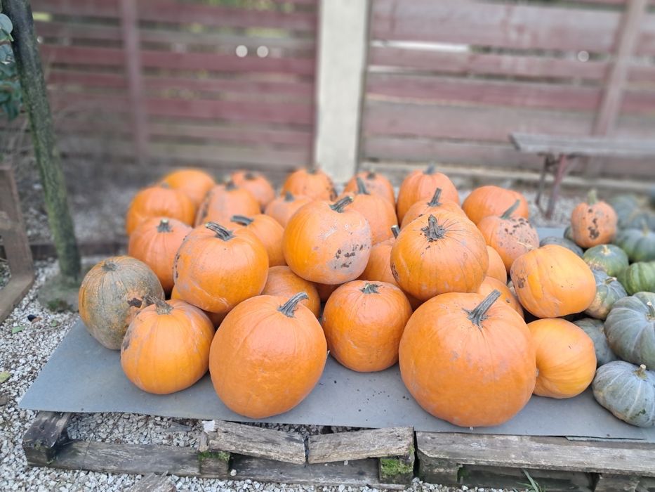 Dynia ozdobna oraz jadalna