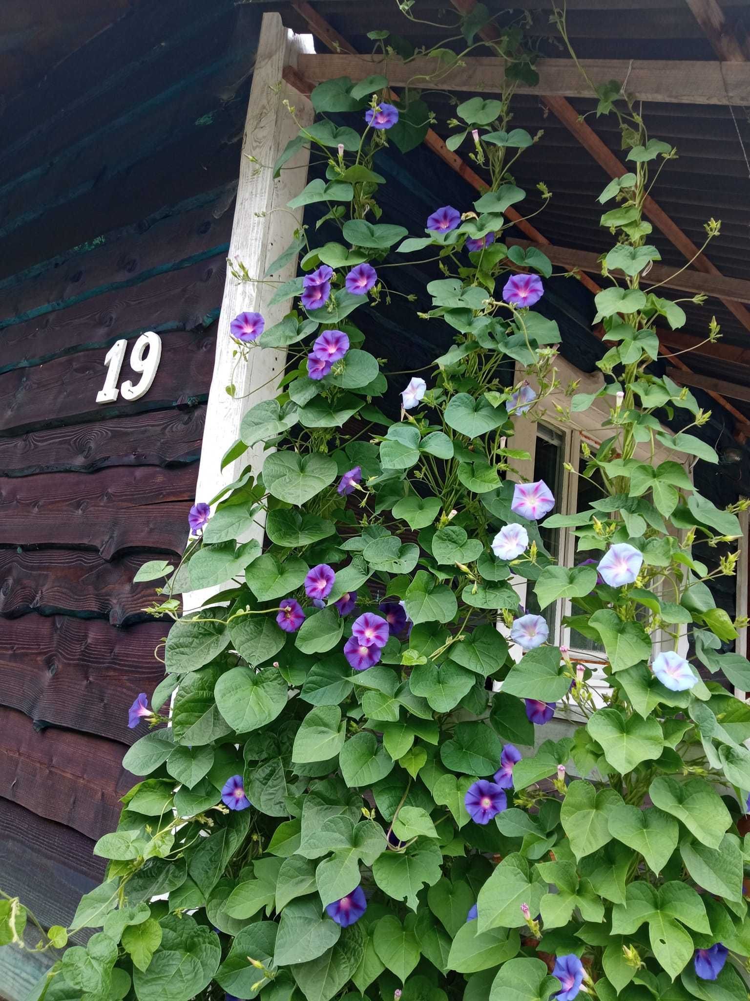 Domki letniskowe nad brzegiem rzeki Hoczewka, Mchawa -  Bieszczady