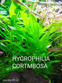 Rośliny akwariowe, Hygrophilia corymbosa