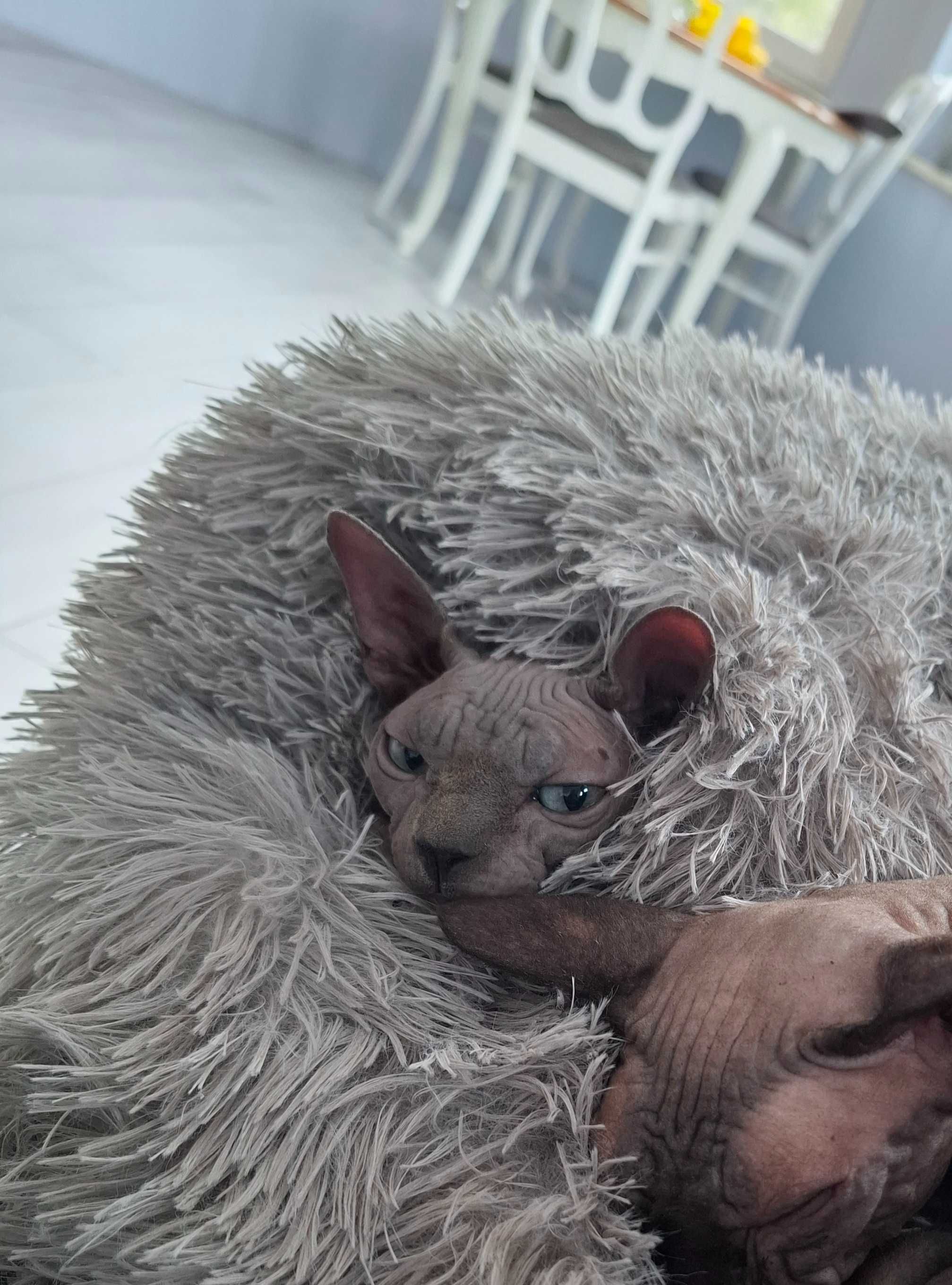 Sfinks Kanadyjski Koteczka Adopcja Płatna