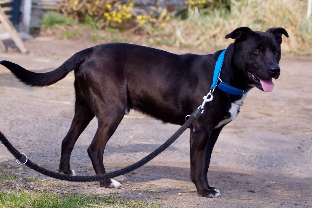 Frugo- mix amstaff szuka domu