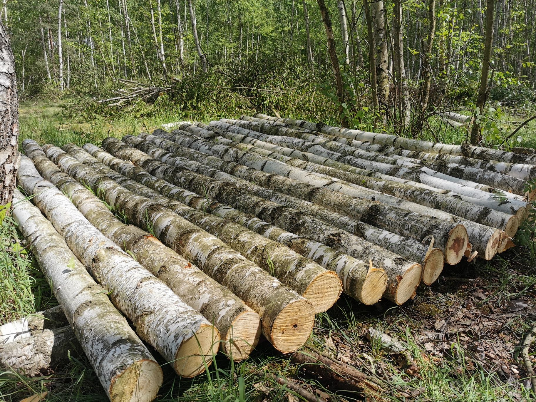 Słupki ogrodzeniowe stemple strop teriva klonowe sosnowe
