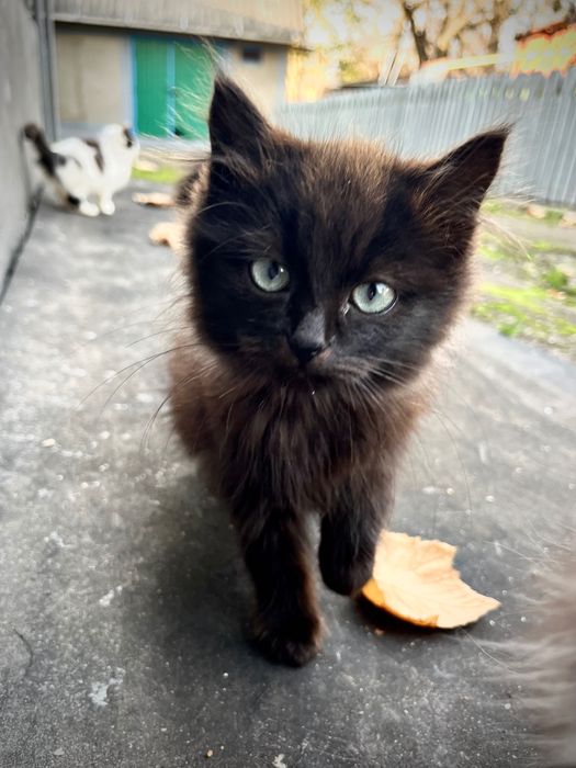 Кошенята дуже милі